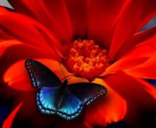 Angie Tamborra's picture